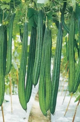 Countgreen Plus Ridge Gourd Seed 20 per packet Seed(20 per packet)