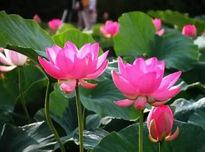 Countgreen Plus lotus Seed 20 per packet Seed(20 per packet)