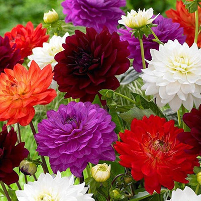 Countgreen Plus Dahlia Mixed Seed 100 per packet Seed(100 per packet)
