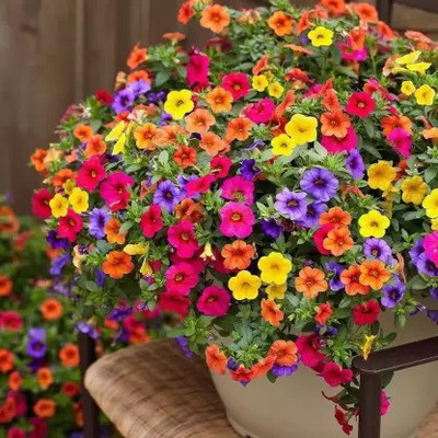 Countgreen Plus PETUNIA MIXED FLOWER Seed 30 per packet Seed(30 per packet)