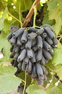 FasanGreen Grapes Plant(Hybrid, Pack of 1)