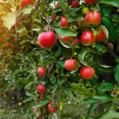 Greenery Nursery Apple Plant(Hybrid, Pack of 1)