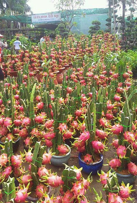 UGALLO Dragon Tree(Hybrid, Pack of 1)