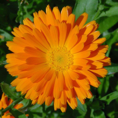 VNR VNR F1 hybrid original and orgenic quaity pot marigold seed Seed(10 per packet)