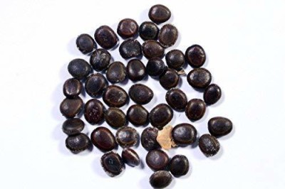 Ravel Acacia Nilotica / Desi Babool Seed pack of 20 gm Seed(20 g)