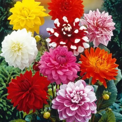 VNR VNR F1 hybrid original quaity Dahlia seed Seed(10 per packet)