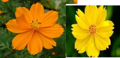 RuelandSteve Cosmos Seed, Yellow-Orange Sunshine, Sulfur Cosmos Seed(50 per packet)