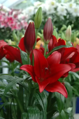 VNR VNR F1 hybrid original quaity lily seed Seed(20 per packet)