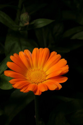 VNR VNR F1 hybrid original and orgenic quaity pot marigold seed Seed(10 per packet)