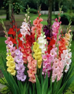 VNR VNR F1 hybrid original quaity lily organic seed Seed(10 per packet)