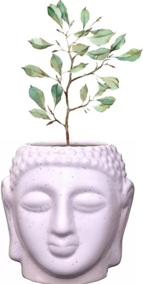 OriginalCeramics SMALL BUDDHA SHAPE CERAMIC PLANTER Plant Container Set(Ceramic)