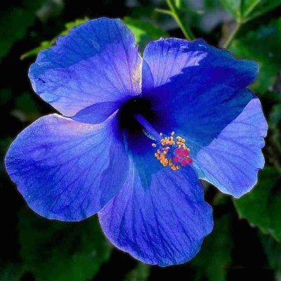 Cloud Farm Hibiscus Plant(Hybrid, Pack of 1)