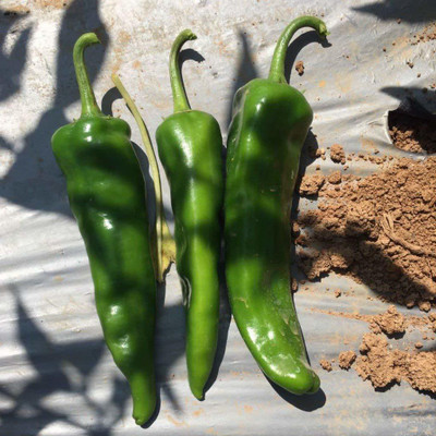 WILLVINE ™Organic Achari Chilli Seed(1000 per packet)
