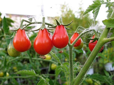 CYBEXIS Hardy Tomato Red Pear Seeds2000 Seeds Seed(2000 per packet)