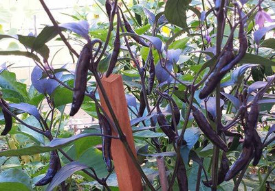 ActrovaX Chilli Black Cobra Hot Pepper Chilli Vegetable [2000 Seeds] Seed(2000 per packet)