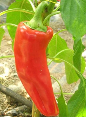 ActrovaX Aconcagua, Capsicum Annuum, Sweet Pepper Vegetable [16000 Seeds] Seed(16000 per packet)