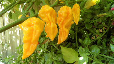 ActrovaX Yellow Chilli Pepper [2000 Seeds] Seed(2000 per packet)