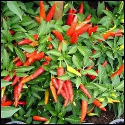 ActrovaX F1 HYBRID CHILLI [8000 Seeds] Seed(8000 per packet)
