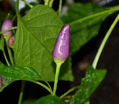 KANAYA Moti Mirch/Pepper Green Hybrid Seed(30 per packet)