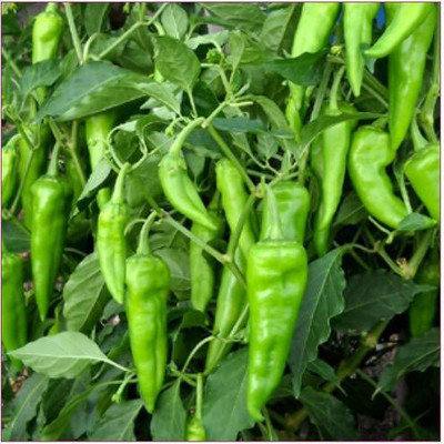 Biosnyg Pusa Sadabahar Chilli/Mirch Seeds 1000 Seeds Seed(1000 per packet)