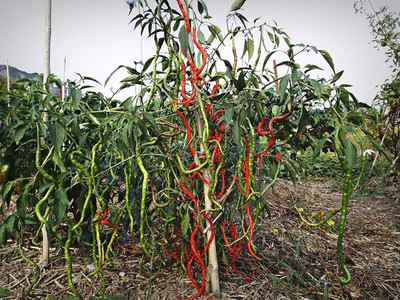 WILLVINE ™Chilli seeds Thunder Mountain Longhorn Seed(1000 per packet)