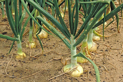 WILLVINE Onion Seed(300 per packet)