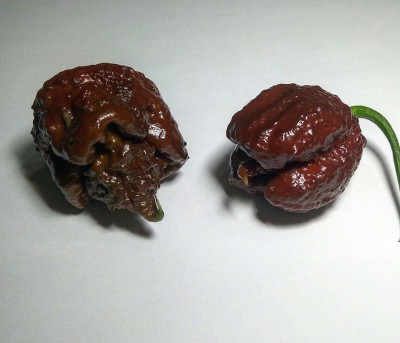 ActrovaX GBPT Chocolate Carolina Reaper Chilli [1000 Seeds] Seed(1000 per packet)