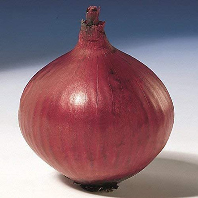 WILLVINE Onion Karmen - Red Onion Seed(1000 per packet)