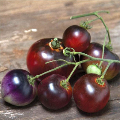 CYBEXIS Organic Indigo Blue Berries Tomato Seeds2000 Seeds Seed(2000 per packet)