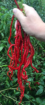 WILLVINE Chilli Thunder Mountain Longhorn Cayenne Seed(200 per packet)