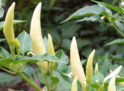 ActrovaX Thai Ornamental Birds Capsicum - Bird Chilli -White Seed(250 per packet)