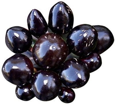 Biosnyg F1 Hybrid Mini Black Pearl Pepper Chilli Seeds 10gm Seeds Seed(10 g)