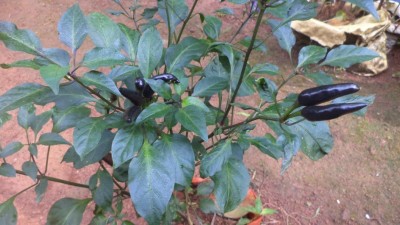 ActrovaX Organic Hot Chilli Dark Purple Pepper Cayenne [250 Seeds] Seed(250 per packet)