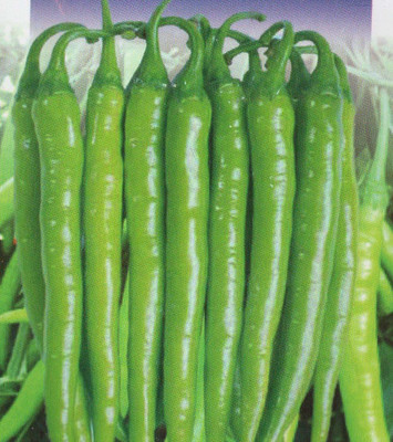 WILLVINE F1 Chilli Crypton, Chilli Crypton Seed(500 per packet)