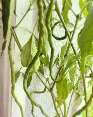 WILLVINE Chilli seeds Thunder Mountain Longhorn Cayenne Seed(200 per packet)