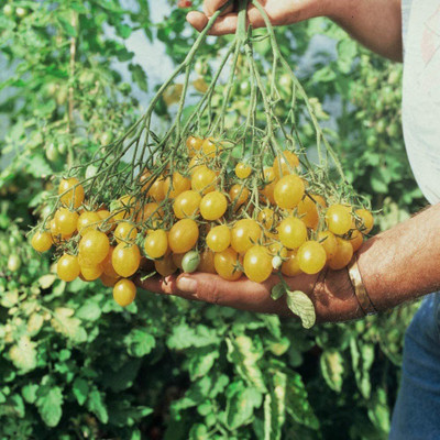 WILLVINE ™Seed Tomato Ildi Half Hardy Annual Easy to Grow Seed(1000 per packet)