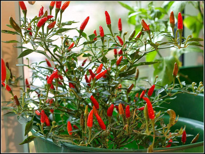WILLVINE Thailand Pepper - Birds Chilli Seeds - Bird Chilli -Red Seeds Seed(200 per packet)