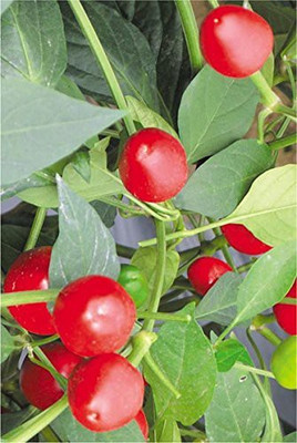ActrovaX Chilli Pepper RED Pearl [2000 Seeds] Seed(2000 per packet)