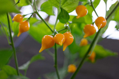 ActrovaX Yellow Chilli Pepper [8000 Seeds] Seed(8000 per packet)
