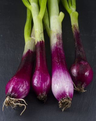 WILLVINE Onion Red Toga Seeds - Allium fistulosum Seed(300 per packet)