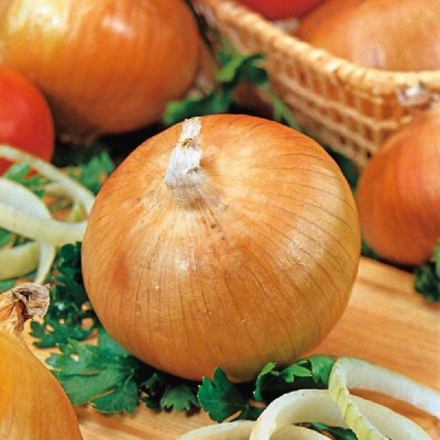 CYBEXIS Onion Senshyu Yellow Globe Seeds1000 Seeds Seed(1000 per packet)