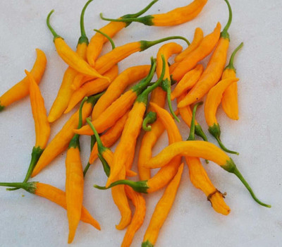 WILLVINE Yellow Hot Chilli Pepper Seed(200 per packet)