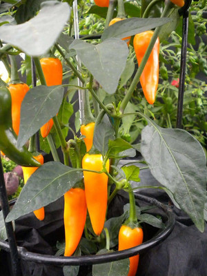 ActrovaX Orange Chilli Pepper mixed pack [4000 Seeds] Seed(4000 per packet)