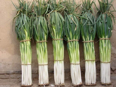 WILLVINE Onion Seed(300 per packet)