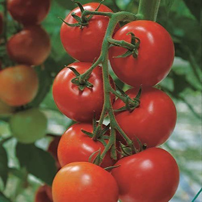 CYBEXIS Tomato - Shirley F1 Seeds Fresh Quality Certified2000 Seeds Seed(2000 per packet)