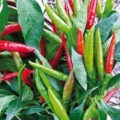 WILLVINE Hybrid Pepper Chilli Seeds Seed(500 per packet)