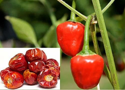 CYBEXIS Seeds Vegetable seeds Chilli Green Round600 Seeds Seed(600 per packet)