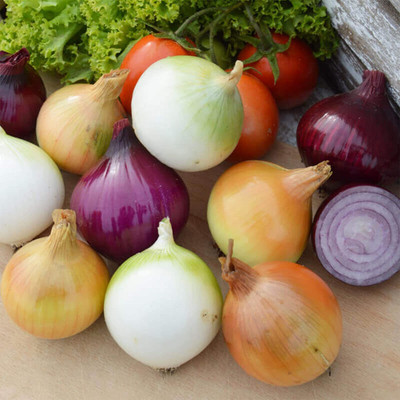 WILLVINE ™Sweet Onion Seeds Red & Brown Mixed Seed(2500 per packet)