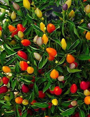 WILLVINE ™Round Mix Ornamental Chilli Seed(1000 per packet)