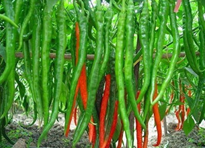 KANAYA Chilli Seeds Hot Jwala Hybrid Vegetable Seed(500 per packet)